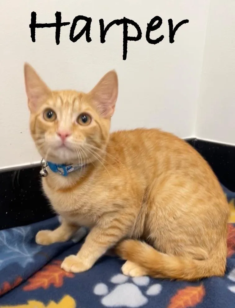 A baby small-sized female Tabby (Orange / Red) Tabby cat named Harper for adoption in Fern Park, FL