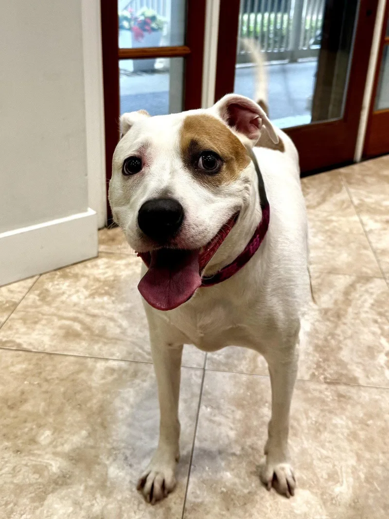 An adult large-sized female Hound dog named Cordelia for adoption in Hilton Head Island, SC