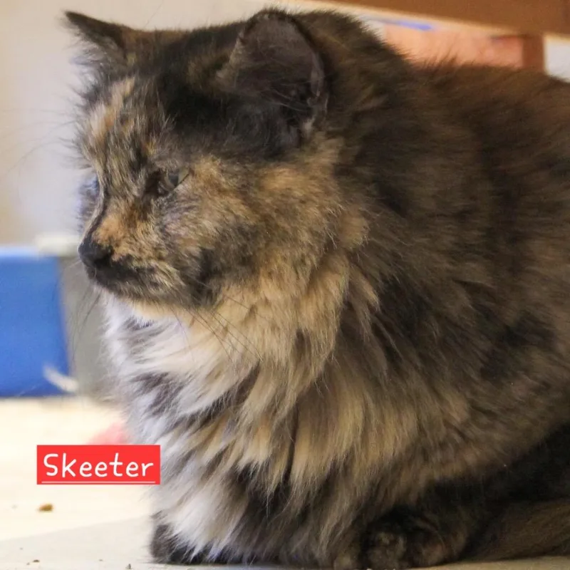 Skeeter thumbnail 2