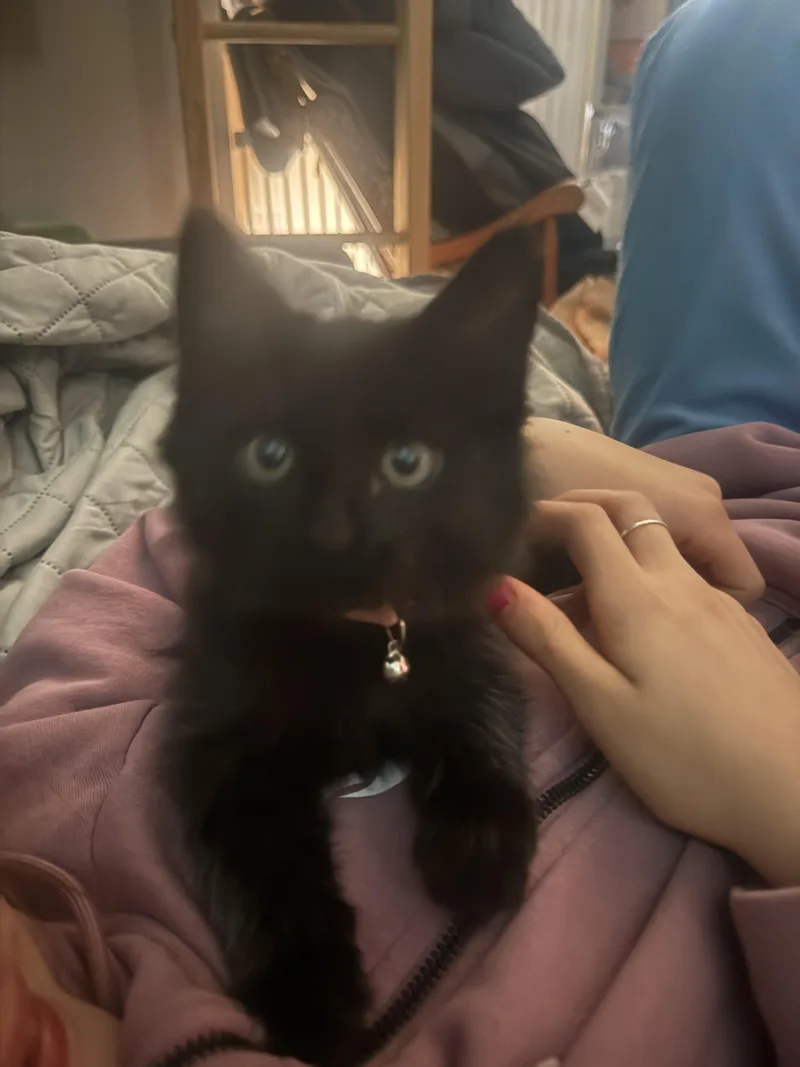 A baby medium-sized female Black Domestic Medium Hair cat named Grace for adoption in Gardnerville, NV