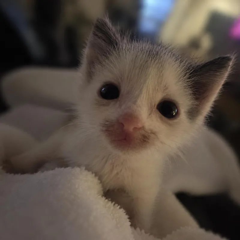 A baby small-sized male White Domestic Short Hair cat named Sushi for adoption in Fresno, CA