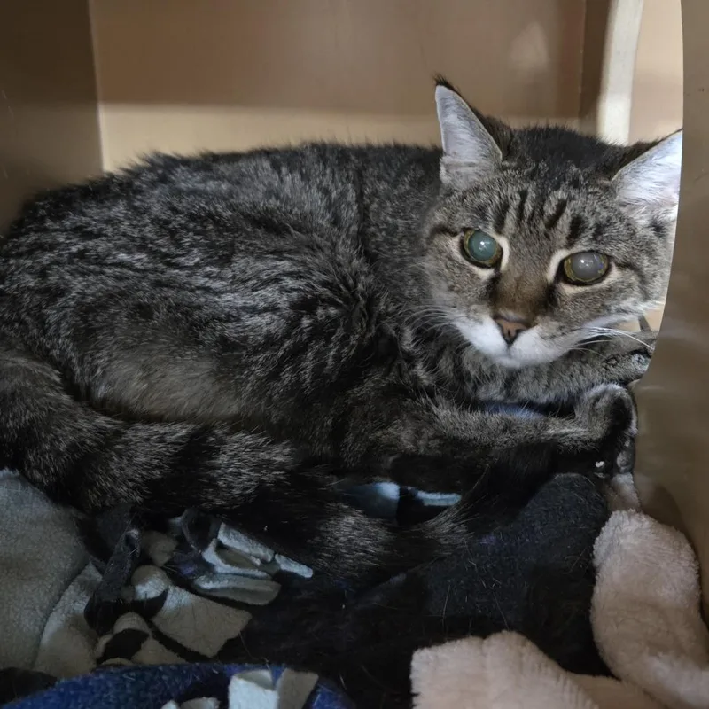 A senior small-sized female Gray / Blue / Silver Domestic Short Hair cat named Muffin for adoption in Colorado Springs, CO