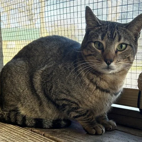 An adult medium-sized female Brown / Chocolate Domestic Short Hair cat named Mother Goose for adoption in Concord, NH