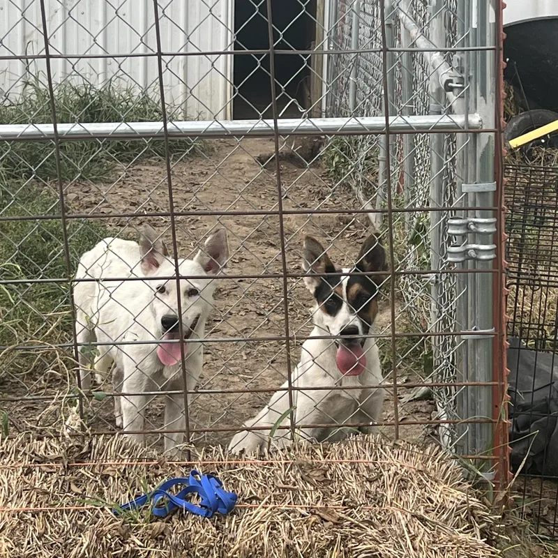 A young medium-sized female Tricolor (Brown, Black, & White) German Shepherd Dog dog named Lulu for adoption in Clarksburg, MO