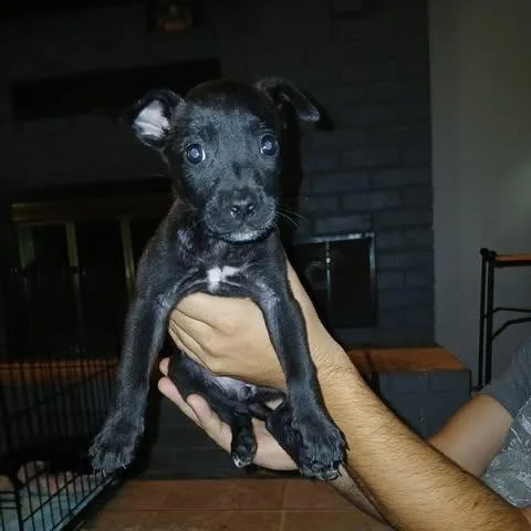 A baby small-sized female Black Belgian Shepherd / Malinois dog named Xena for adoption in Overland Park, KS