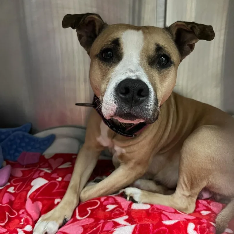 An adult medium-sized female Yellow / Tan / Blond / Fawn Pit Bull Terrier dog named Miss Thing D for adoption in Princeton, MN