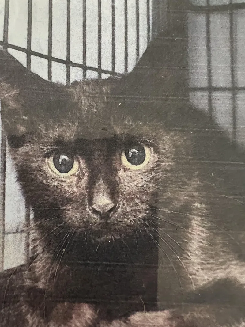 An adult medium-sized male Black Domestic Short Hair cat named Ozzy for adoption in New Windsor, NY