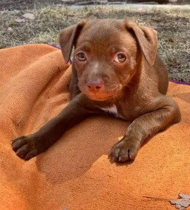 A baby small-sized male Chihuahua dog named Leo for adoption in San Diego, CA