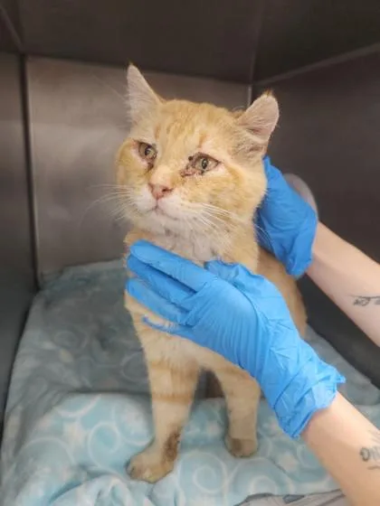 A senior large-sized male Domestic Short Hair cat named Raisin for adoption in San Antonio, TX