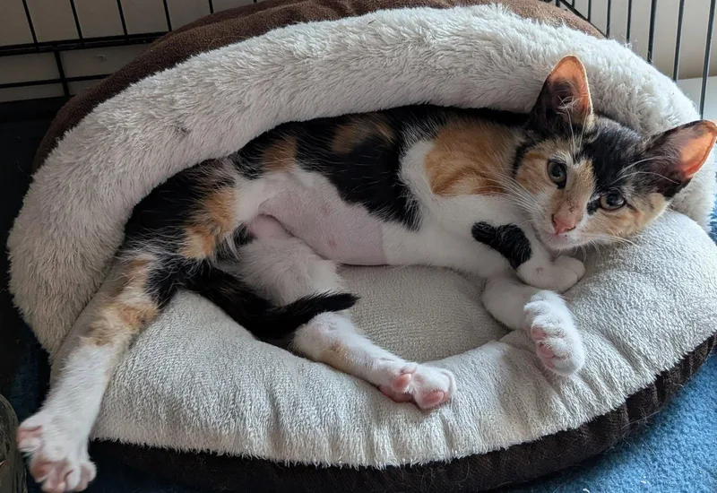 A baby medium-sized female Domestic Short Hair cat named Precious for adoption in Naugatuck, CT