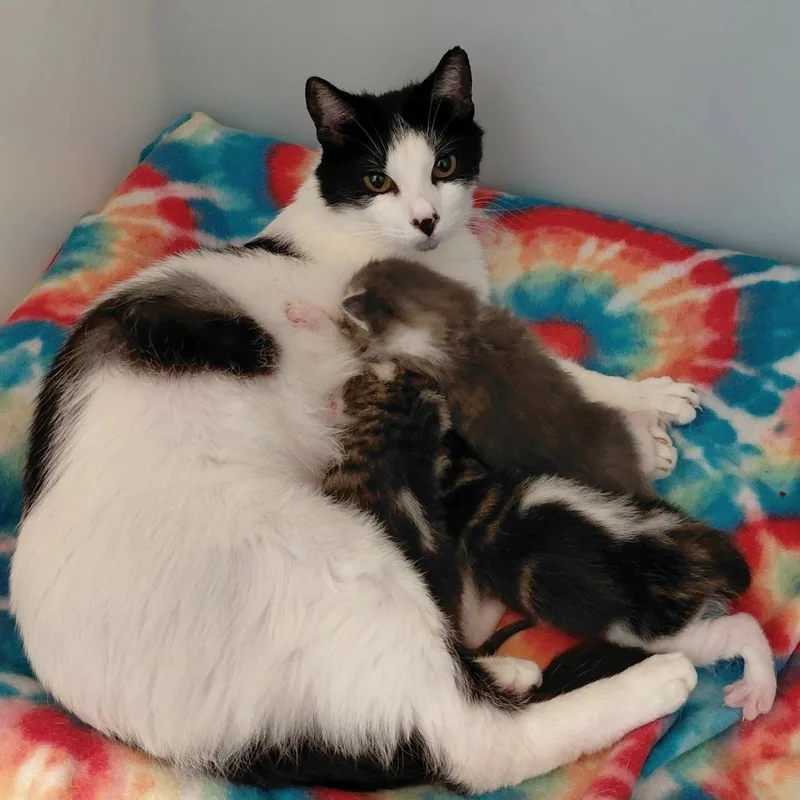 An adult medium-sized female White Domestic Short Hair cat named Rose for adoption in Gloucester, VA