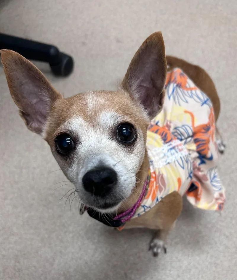 A senior small-sized female Chihuahua dog named Gigi for adoption in Madison, GA