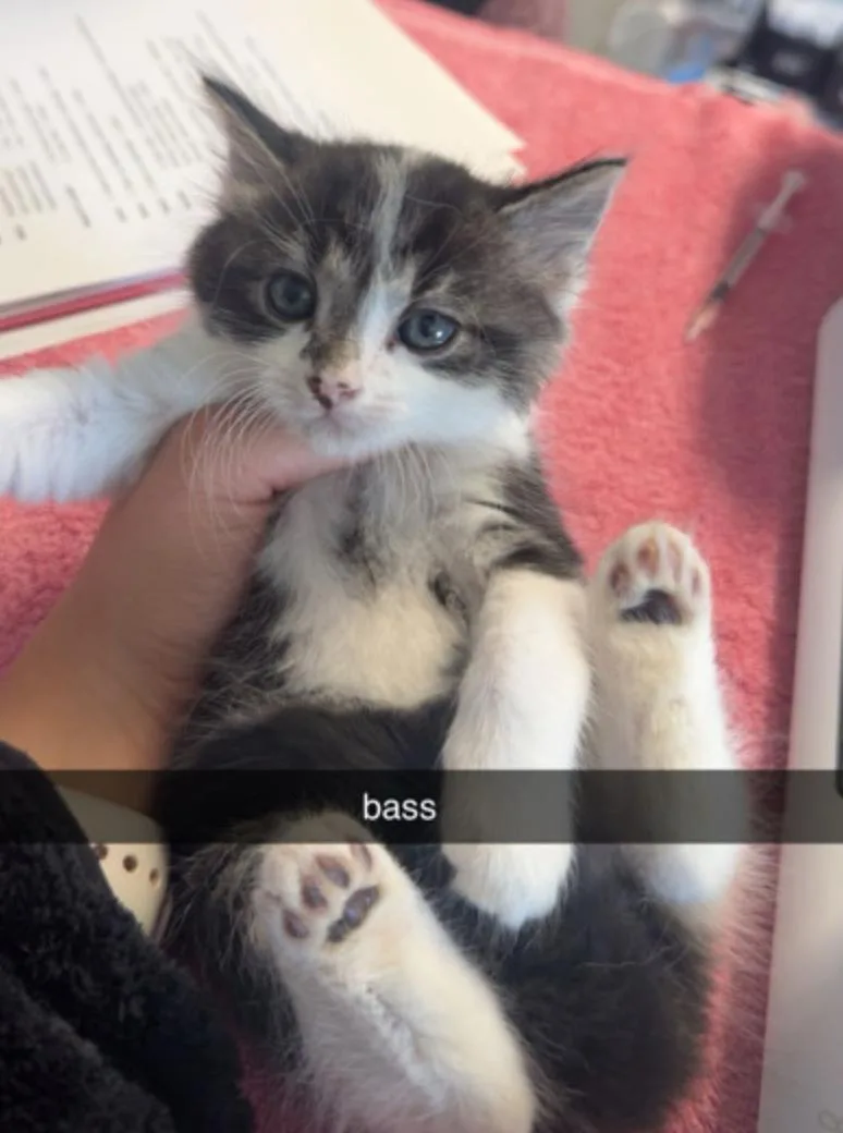 Bass