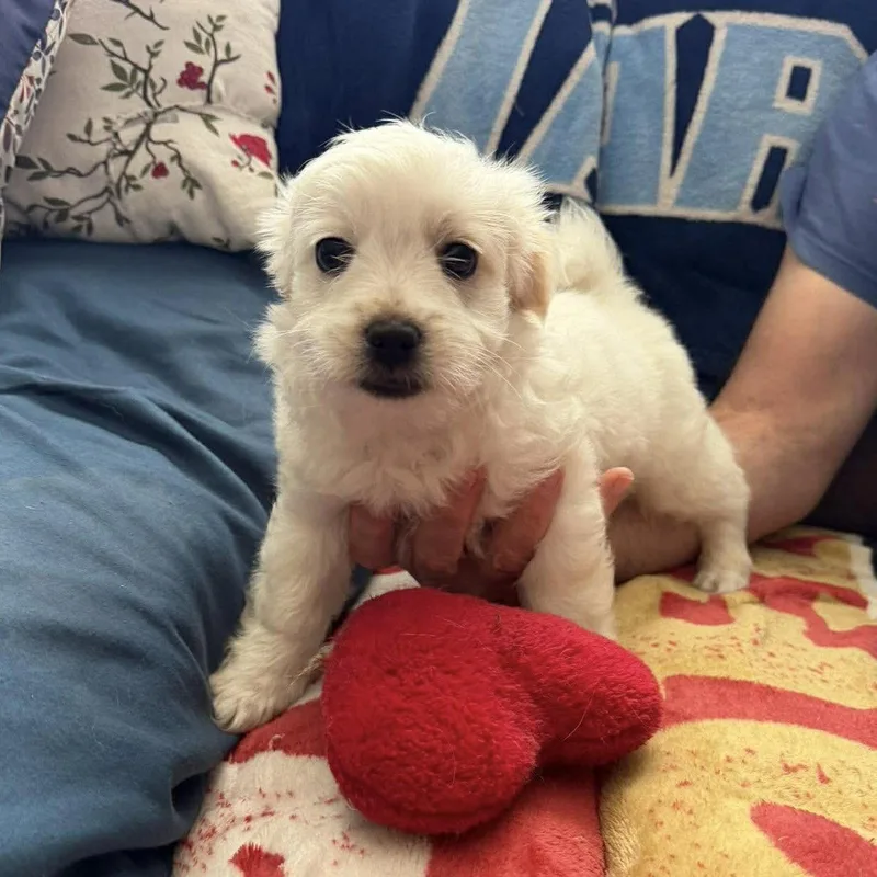 A baby small-sized male Terrier dog named Duke for adoption in Hillsborough , NC