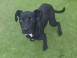 A baby medium-sized male Labrador Retriever dog named Snoop Dog for adoption in North Syracuse, NY