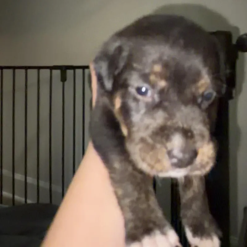 A young medium-sized male Black Husky dog named Raider for adoption in Charlottesville, VA