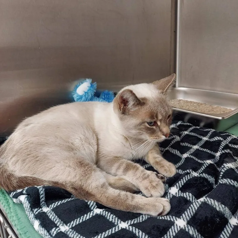 Cheyenne thumbnail 2