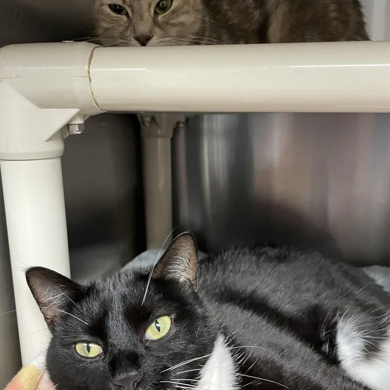 A young medium-sized female Dilute Calico Tuxedo cat named Maxi And Willow for adoption in North Kingstown, RI