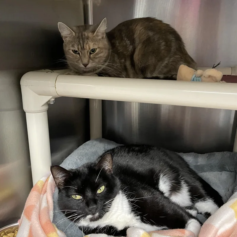Maxi And Willow thumbnail 4