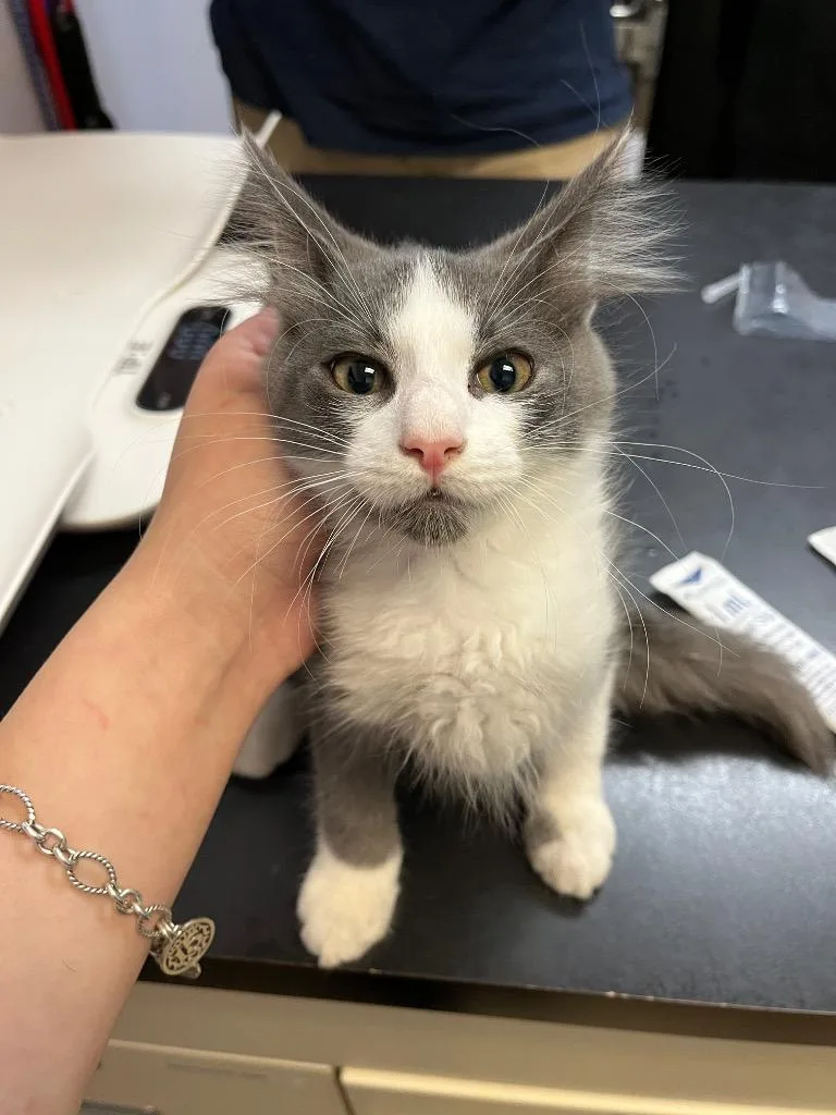 A young small-sized male Domestic Short Hair cat named Marco for adoption in New Braunfels, TX