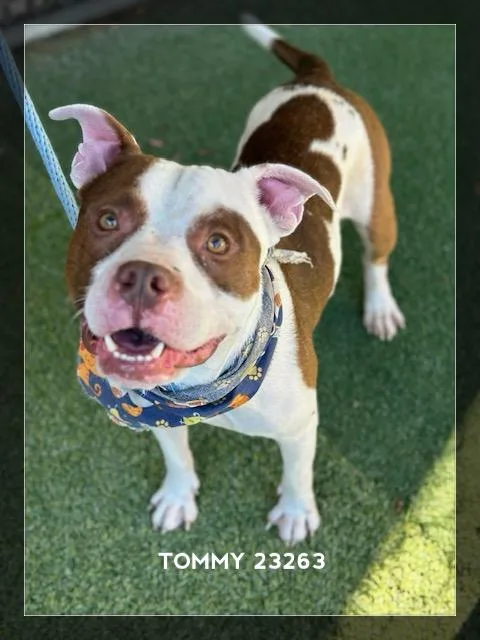An adult medium-sized male White / Cream Pit Bull Terrier dog named Tommy for adoption in Marietta, GA