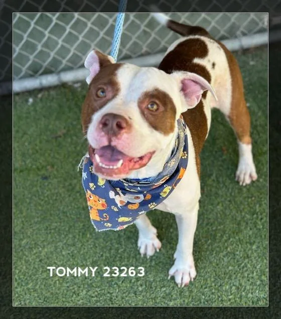 Tommy thumbnail 2