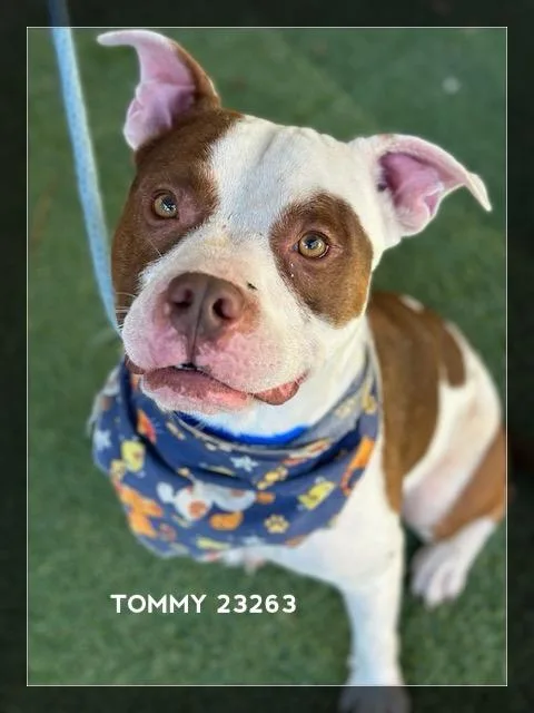 Tommy thumbnail 3