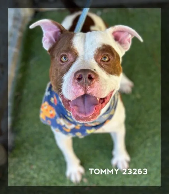 Tommy thumbnail 4