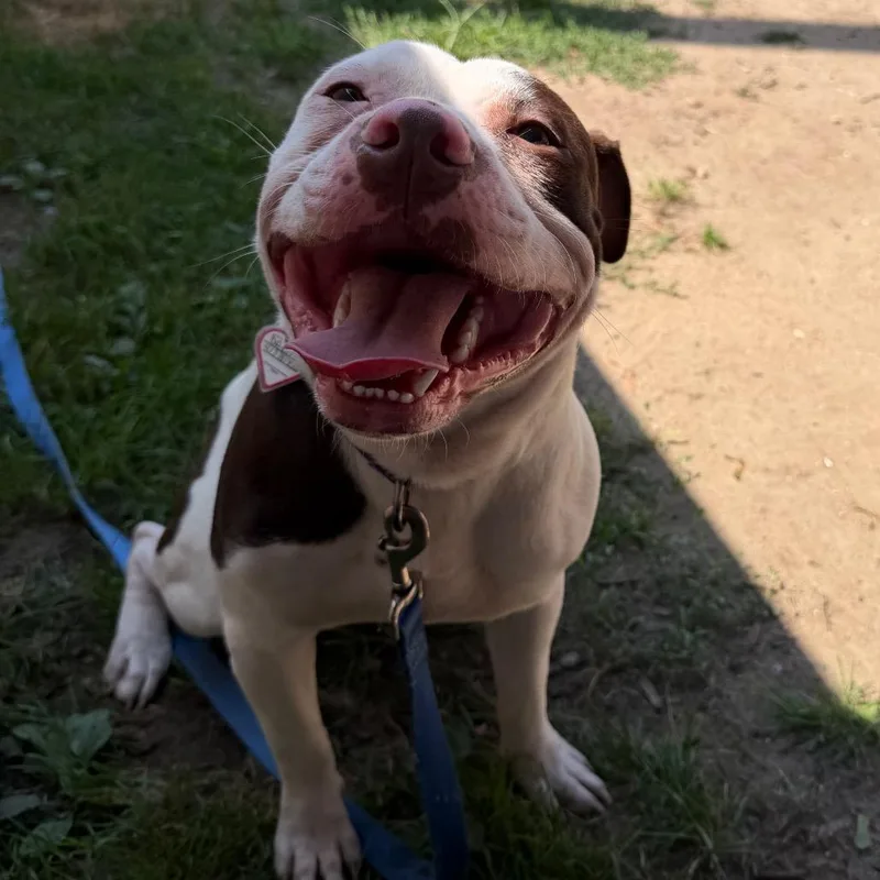 A young small-sized male White / Cream Pit Bull Terrier dog named Nelson for adoption in Springfield, MA