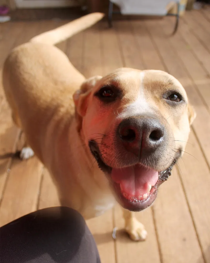 An adult large-sized female Apricot / Beige Pit Bull Terrier dog named Myah for adoption in Guthrie, OK