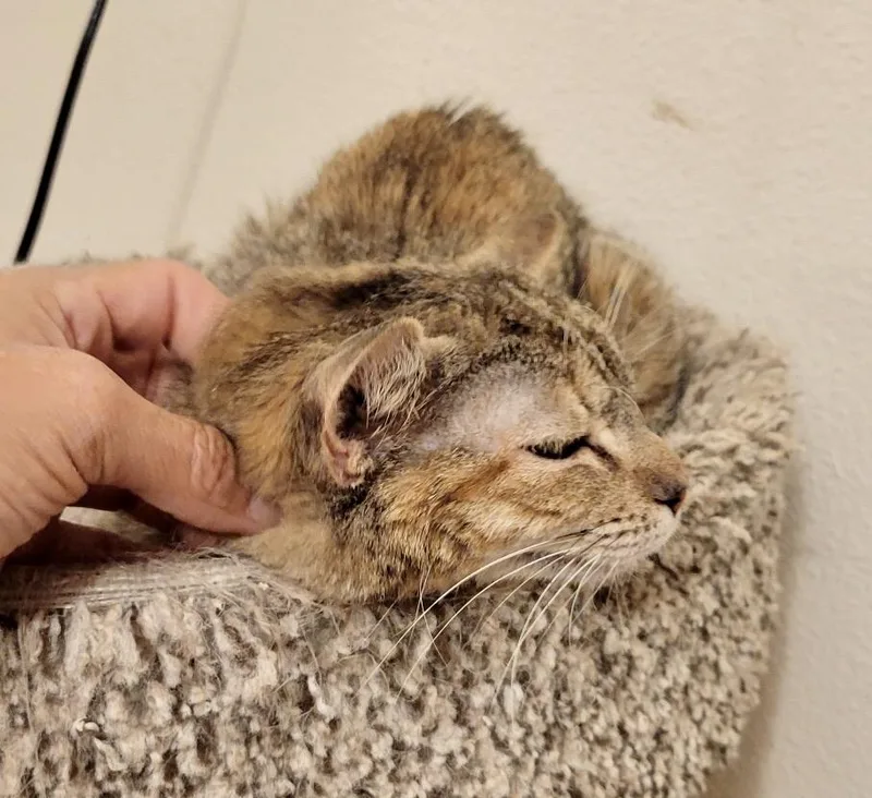 Sweetpea thumbnail 2