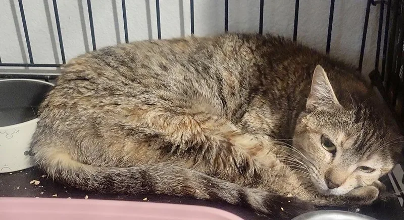 Sweetpea thumbnail 4