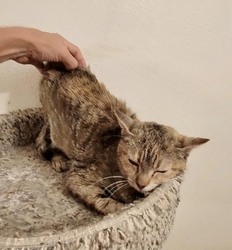 Sweetpea thumbnail 5