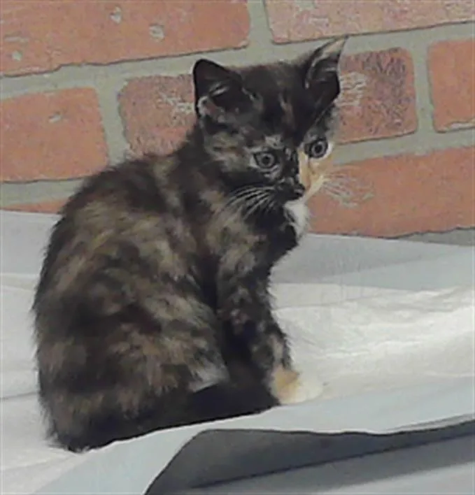 A baby small-sized female American Shorthair cat named Butter Rum for adoption in Houston, TX