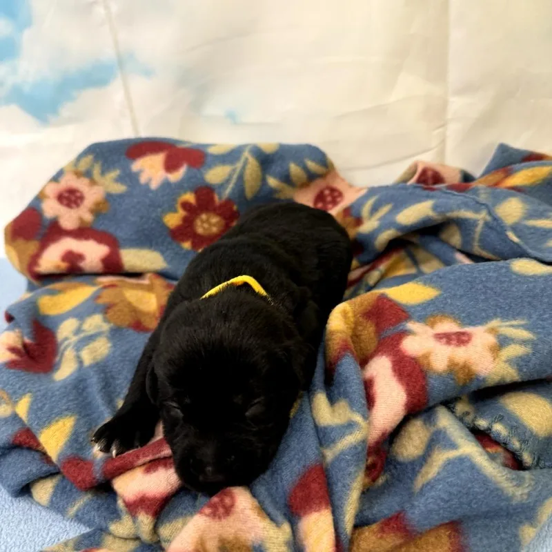 A baby medium-sized female Black Labrador Retriever dog named Flo for adoption in North Bend, OR