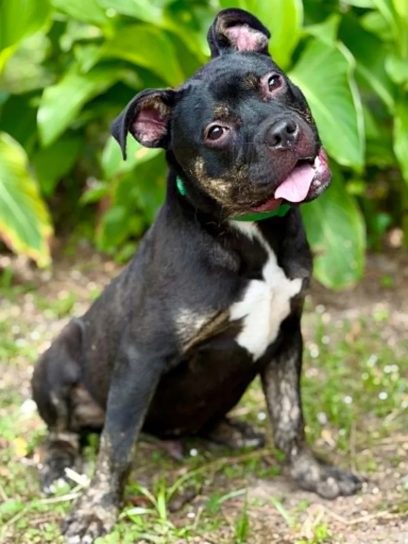 A baby medium-sized male Brown / Chocolate American Bulldog dog named Rutkus for adoption in Brunswick, ME