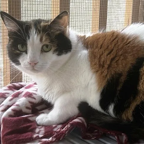 An adult large-sized female Calico Domestic Short Hair cat named Miss Crabtree for adoption in Concord, NH