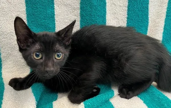 A baby small-sized male Domestic Short Hair cat named Jason for adoption in Staten Island, NY