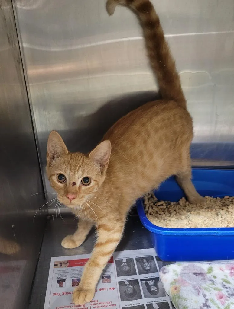 A young large-sized male Domestic Short Hair cat named Emerson for adoption in Hopkinsville, KY