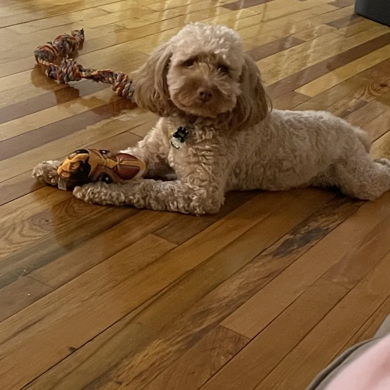 An adult small-sized male Apricot / Beige Cockapoo dog named Tigger for adoption in Wrightstown, NJ