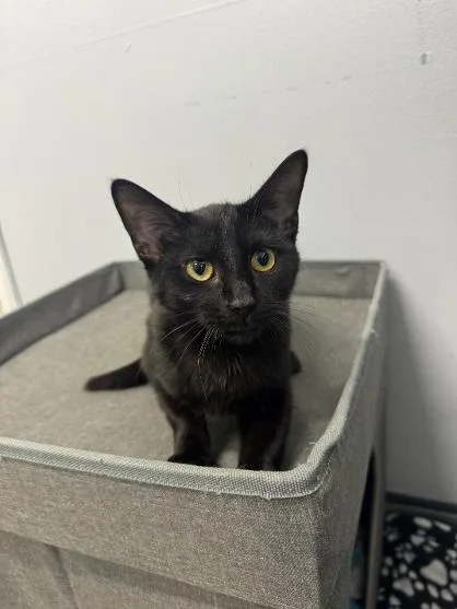 A young medium-sized female Black Domestic Short Hair cat named Judy for adoption in Mount Vernon, OH