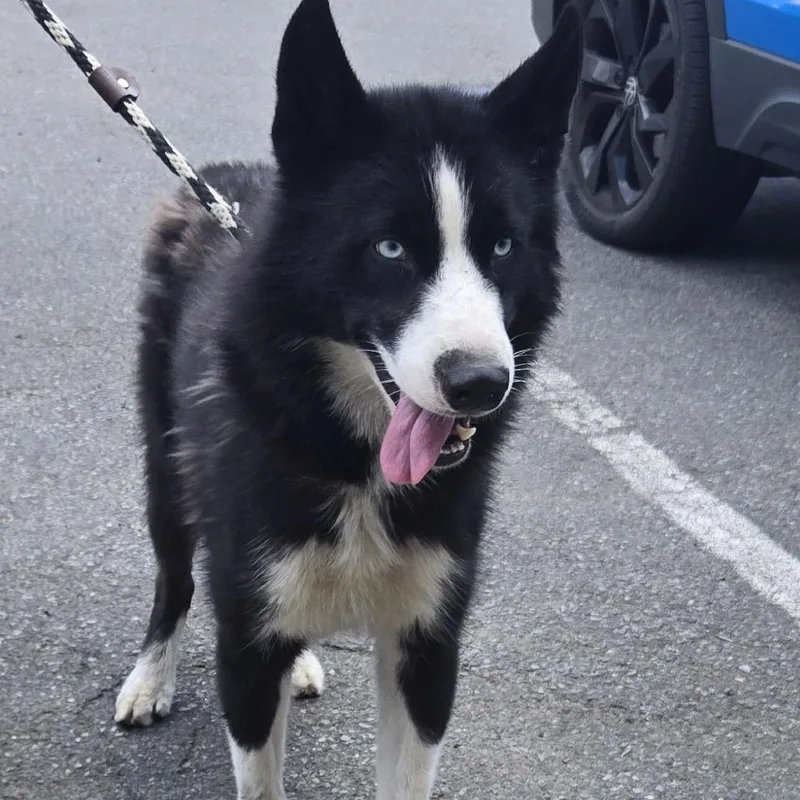 An adult medium-sized male Black Husky dog named Troy for adoption in Newark, NJ