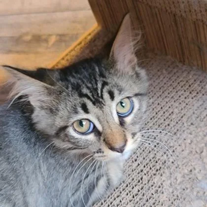 A baby small-sized male Domestic Medium Hair cat named MacMillan for adoption in Verona, WI