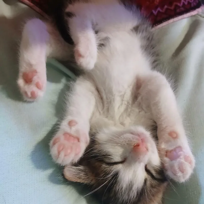 A baby small-sized female Brown / Chocolate Domestic Short Hair cat named Sunny Sunday for adoption in Brooklyn, NY