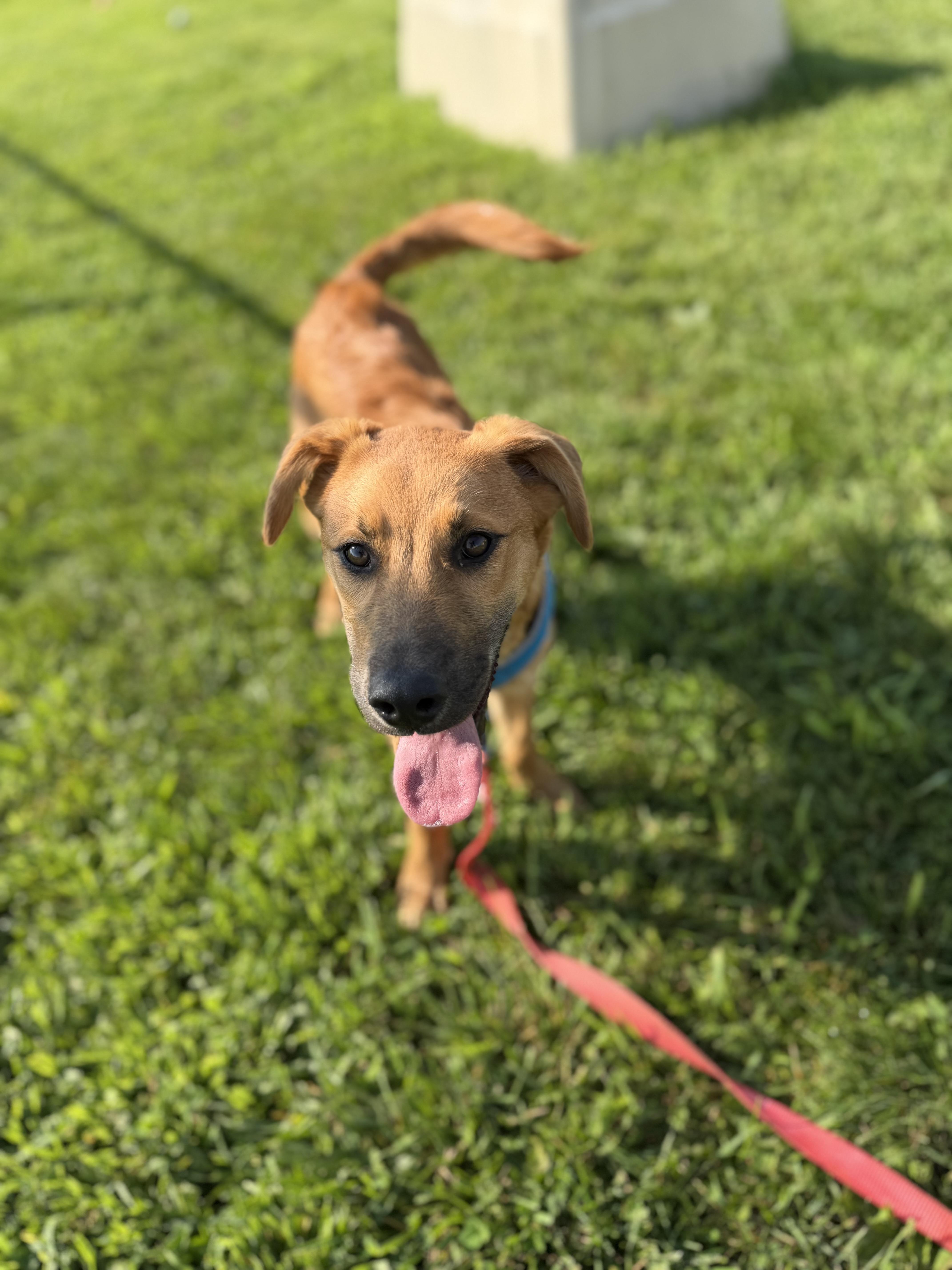 A young medium-sized female Golden Retriever dog named Leia for adoption in Dodgeville, WI