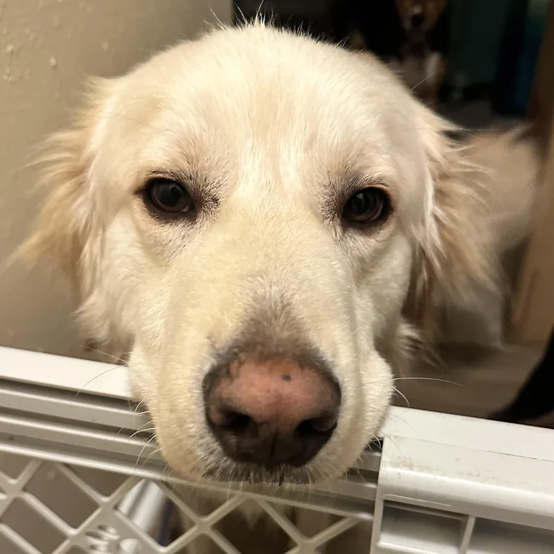 An adult large-sized male Golden Retriever dog named Griffin for adoption in Liverpool, TX