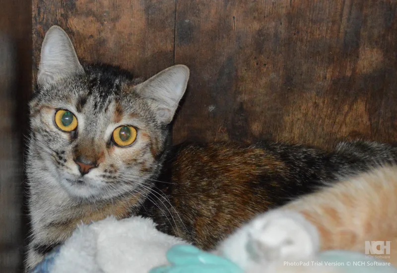 A young medium-sized female Torbie Domestic Short Hair cat named Lilliana for adoption in House Springs, MO