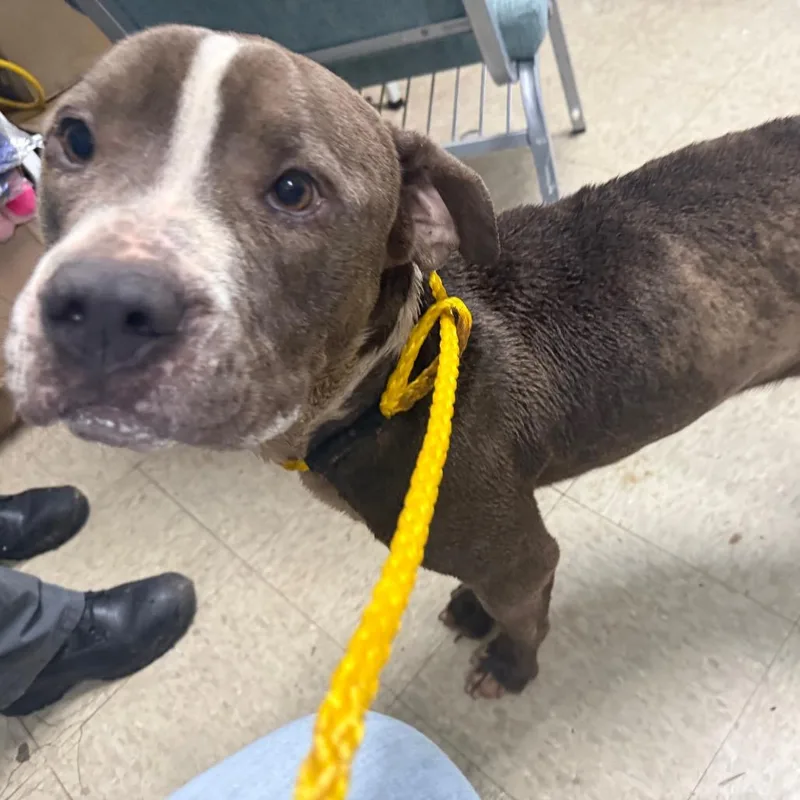 An adult medium-sized male Gray / Blue / Silver English Bulldog dog named Winston for adoption in Monroeville, AL