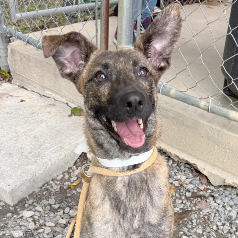 An adult medium-sized female Mixed Breed dog named Jackie for adoption in Hendersonville, NC