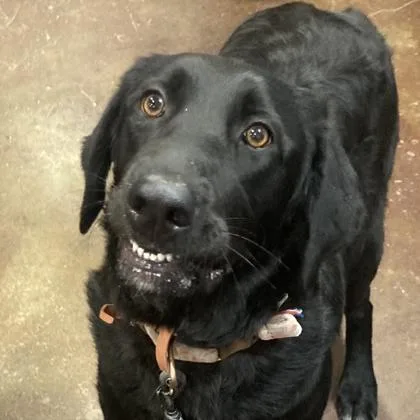 An adult large-sized female Mixed Breed dog named Quiera for adoption in Cincinnati, OH